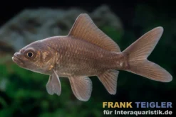 Goldfisch schwarz, Carassius auratus (Kaltwasser), Größe 7-10 cm