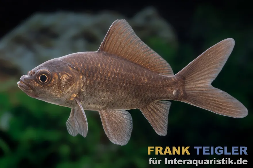 Goldfisch schwarz, Carassius auratus (Kaltwasser), Größe 7-10 cm