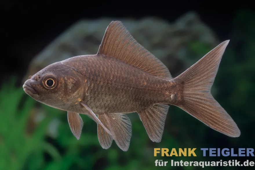 Goldfisch schwarz, Carassius auratus (Kaltwasser), Größe 7-10 cm