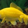 Goldfisch Wakin gelb, Carassius auratus, 6-8 cm (Kaltwasser)