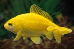 Goldfisch Wakin gelb, Carassius auratus, 6-8 cm (Kaltwasser)
