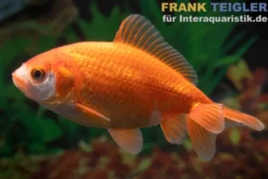 Goldfisch Wakin rot, Carassius auratus, 6-7 cm (Kaltwasser)