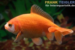 Goldfisch Wakin rot, Carassius auratus, 6-7 cm (Kaltwasser)