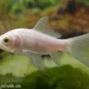 Goldfisch weiß, Carassius auratus (Kaltwasser), Größe 10-12 cm