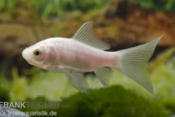 Goldfisch weiß, Carassius auratus (Kaltwasser), Größe 10-12 cm