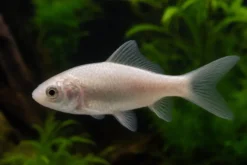 Goldfisch weiß, Carassius auratus (Kaltwasser), Größe 10-12 cm