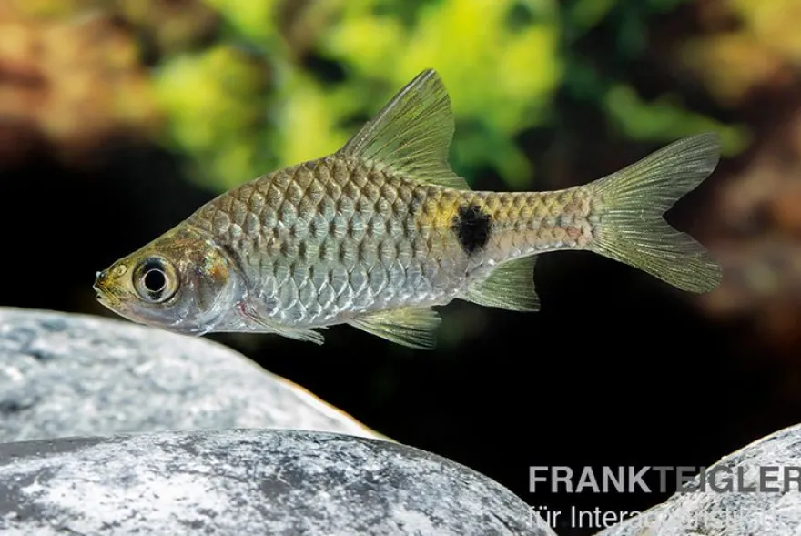Goldfleckbarbe, Puntius terio