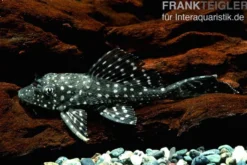 Goldflecken-Segelschilderwels, Glyptoperichthys joselimaianus L001