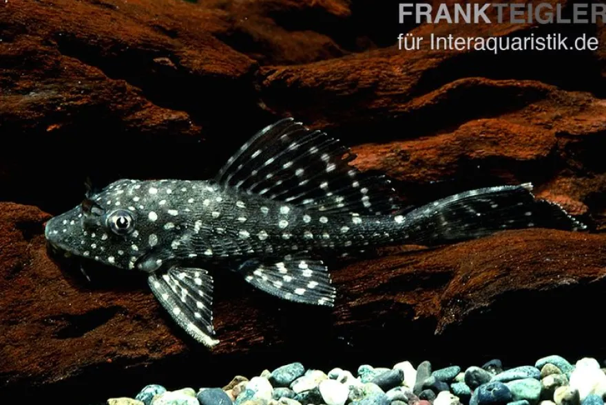 Goldflecken-Segelschilderwels, Glyptoperichthys joselimaianus L001