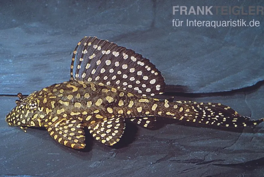 Goldflecken-Segelschilderwels, Glyptoperichthys joselimaianus L001