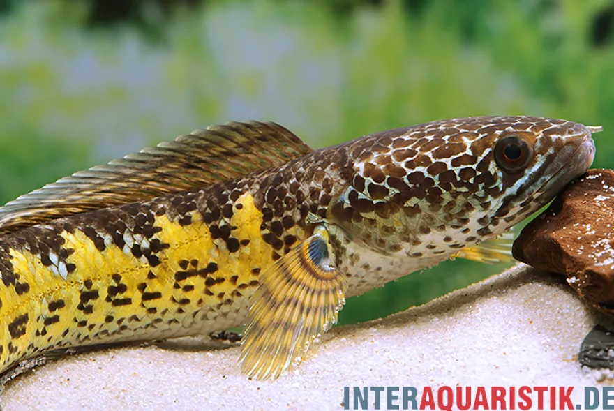 Goldfleck-Schlangenkopf, Channa aurantimaculata