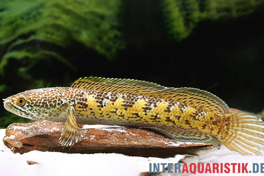 Goldfleck-Schlangenkopf, Channa aurantimaculata