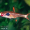 Goldfleck-Zwergbärbling, Boraras merah (Minifisch)