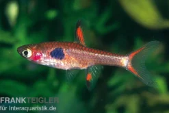 Goldfleck-Zwergbärbling, Boraras merah (Minifisch)