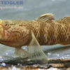 Goldflossen-Chinagrundel, Rhinogobius davidi