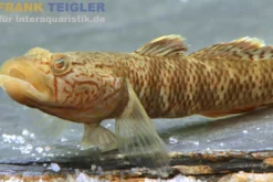 Goldflossen-Chinagrundel, Rhinogobius davidi