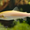 Goldforelle, Oncorhynchus mykiss, 15-20 cm (Kaltwasser)