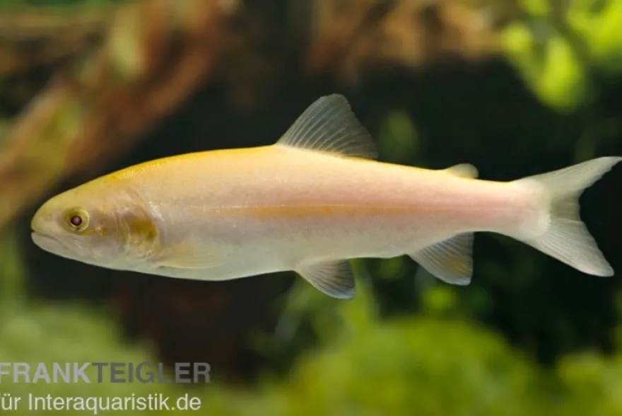 Goldforelle, Oncorhynchus mykiss, 15-20 cm (Kaltwasser)