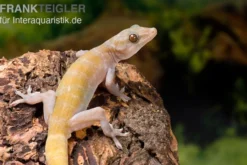 Goldgecko, Gekko ulikovskii