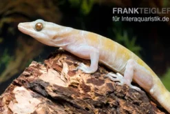 Goldgecko, Gekko ulikovskii