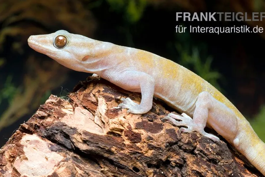 Goldgecko, Gekko ulikovskii
