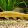 Goldgründling, Gobio gobio gold, 9-11 cm (Kaltwasser)