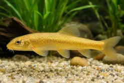 Goldgründling, Gobio gobio gold, 9-11 cm (Kaltwasser)