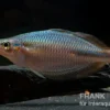 Goldie-Fluss-Regenbogenfisch, Melanotaenia goldiei