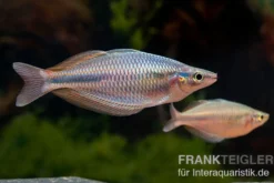 Goldie-Fluss-Regenbogenfisch, Melanotaenia goldiei