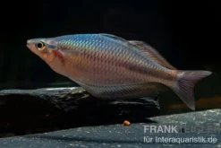 Goldie-Fluss-Regenbogenfisch, Melanotaenia goldiei