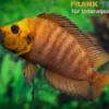 Goldkopf-Nanderbarsch, Altolamprologus compressiceps "Gold Head", 3-4 cm