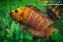Goldkopf-Nanderbarsch, Altolamprologus compressiceps "Gold Head", 3-4 cm