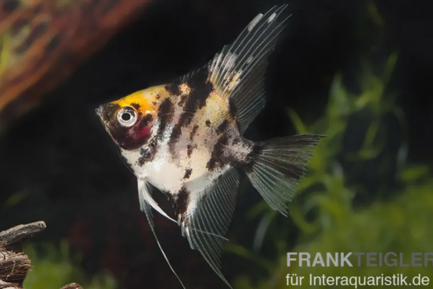 Goldkopf-Skalar, Pterophyllum scalare
