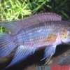 Goldkopf-Zwergbuntbarsch, Nannacara aureocephalus