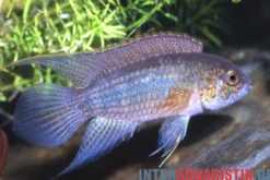 Goldkopf-Zwergbuntbarsch, Nannacara aureocephalus