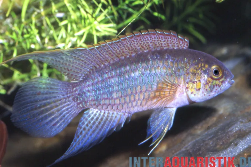Goldkopf-Zwergbuntbarsch, Nannacara aureocephalus