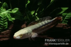 Goldlinienschlangenkopffisch, Channa micropeltes