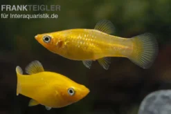 Gold Molly, Poecilia sphenops, Zufällig ausgewählt