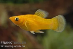 Gold Molly, Poecilia sphenops, Zufällig ausgewählt