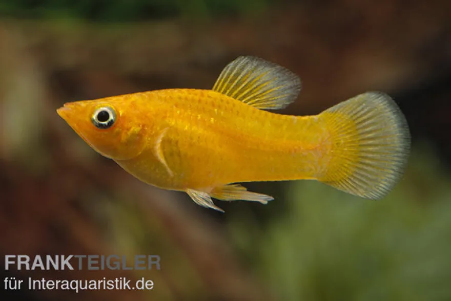 Gold Molly, Poecilia sphenops, Zufällig ausgewählt