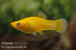 Gold Molly, Poecilia sphenops, Zufällig ausgewählt
