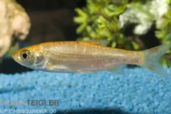 Goldorfe XL, Leuciscus idus