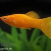 Goldpuder-Molly Lyra, Poecilia sphenops