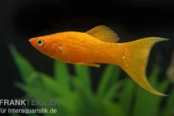 Goldpuder-Molly Lyra, Poecilia sphenops