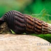 Goldpunkt-Towutischnecke, Tylomelania towutensis
