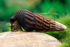 Goldpunkt-Towutischnecke, Tylomelania towutensis