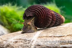 Goldpunkt-Towutischnecke, Tylomelania towutensis