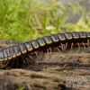 Goldrand-Bandfüßer, Coromus diaphorus