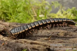 Goldrand-Bandfüßer, Coromus diaphorus