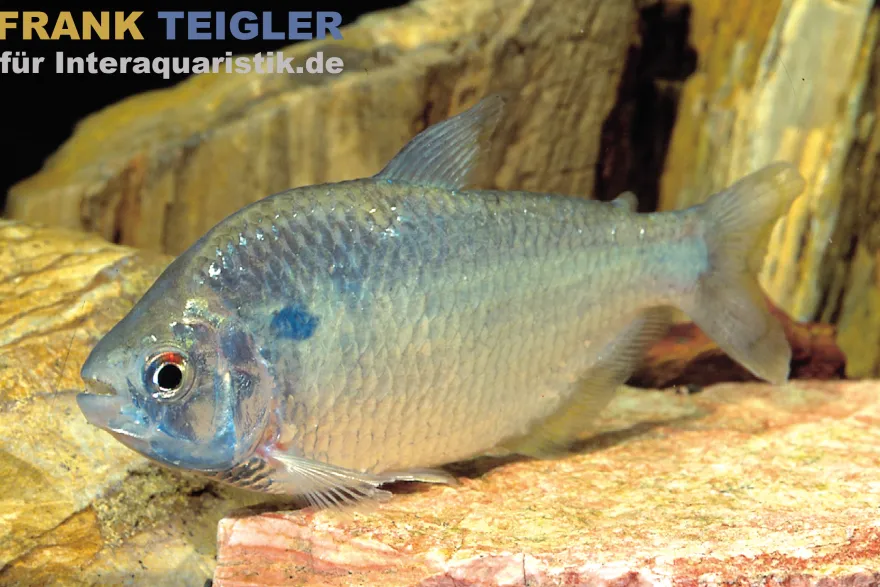 Goldrücken-Trauermantelsalmler, Gymnocorymbus socolofi
